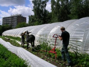 L’agriculture urbaine, une opportunité pour Bruxelles!